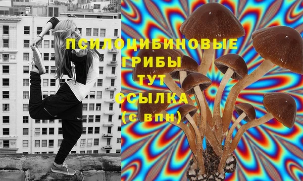дмт Богданович